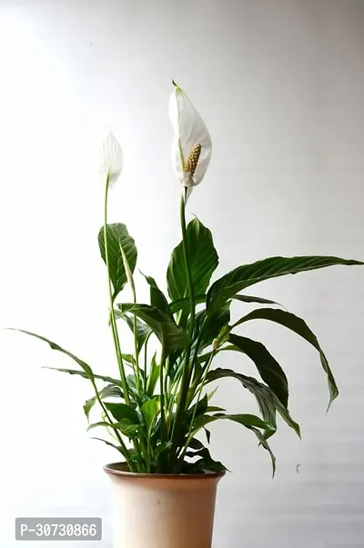 Ukanda Peace Lily Plant RSP_873-thumb0