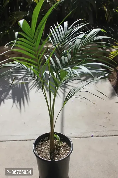 Ukanda Areca Palm Areca palm A13-thumb0