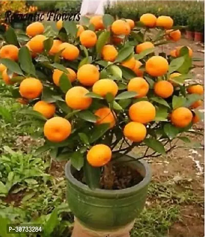 Ukanda Orange Plant Orange Plant ( Rajshree )-thumb0