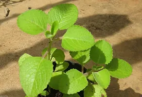 Ukanda Ajwain Plant ajwain plant-thumb2