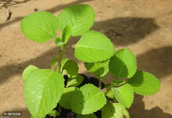 Ukanda Ajwain Plant ajwain plant-thumb3