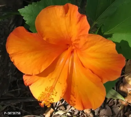 Ukanda Hibiscus Plant Orange HibiscusGudhal BeautifulOrnamental Flower-thumb2