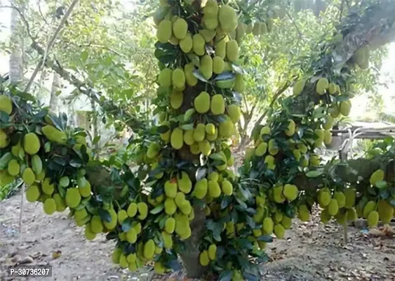 Ukanda Jack Fruit Plant Rare JackfruitDwarf Variety - Grafted Highly Ornamental All Season Container Suitable Plant f-thumb0