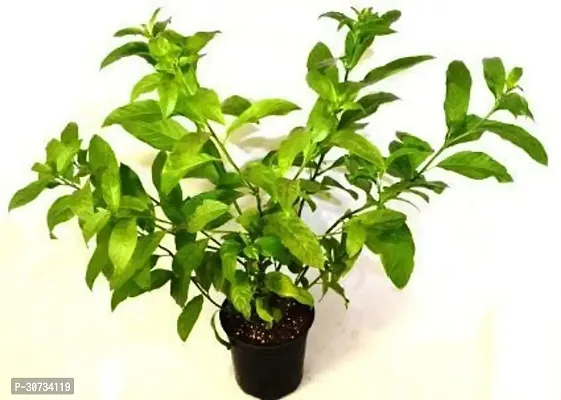 Ukanda Night Bloom Jasmine Plant GET RAAT-thumb0