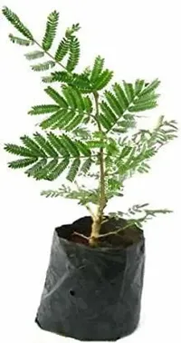 Ukanda ShamiJand Plant ShamiJand Plant live with pot $-thumb1