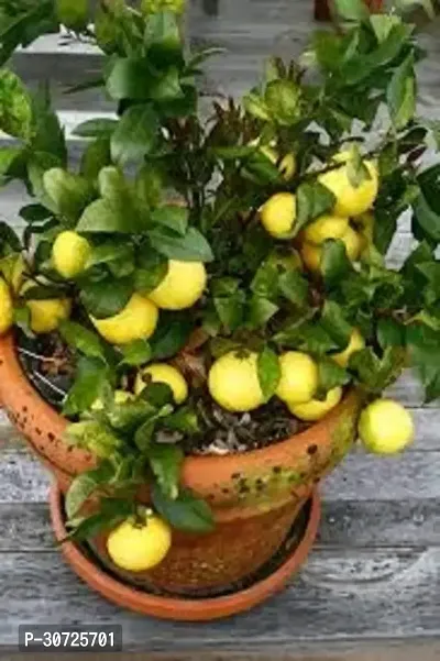 Ukanda Lemon Plant Group Lemon Live Plant Nimbu Ka Podha-thumb0