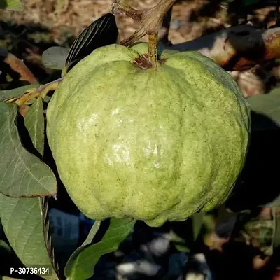 Ukanda Guava Plant UDM58-thumb0