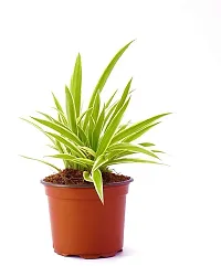 Ukanda Spider Plant PLT-034-thumb2