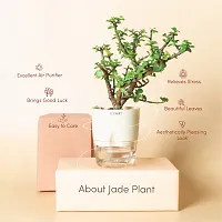 Ukanda Jade Plant Live Jade Plant Self-Watering Cream Pot, Crassula Ovata | Lucky CF_B329-thumb1