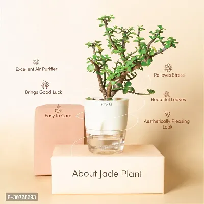 Ukanda Jade Plant Live Jade Plant Self-Watering Cream Pot, Crassula Ovata | Lucky CF_B329-thumb2