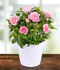 Ukanda Rose Plant Pink Rose Plant-thumb2