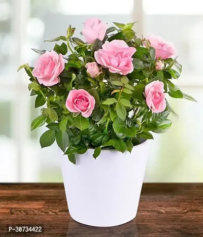 Ukanda Rose Plant Pink Rose Plant-thumb3