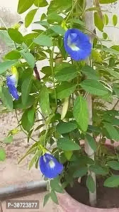 Ukanda Aparajita Butterfly Pea Plant Aparajita Flower Plant (A5)-thumb0