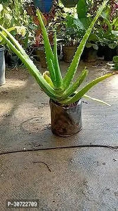 Ukanda Aloe Vera Plant Aloevera Plant-thumb0