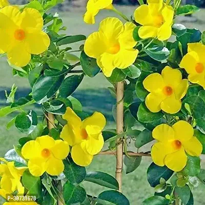 Ukanda Mandevilla Plant BA48-thumb0