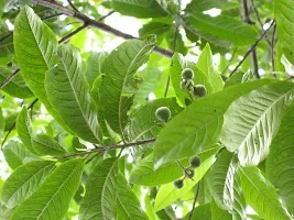 Ukanda Heart Leaf Oxycardium Plant PLANT-RUDRAKSHAM-thumb1