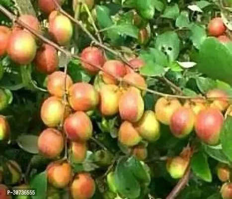 Ukanda Ber Apple Plant Ber Apple-thumb2