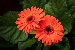 Ukanda Gerbera Plant GERBERA PLANT-Z10-thumb1