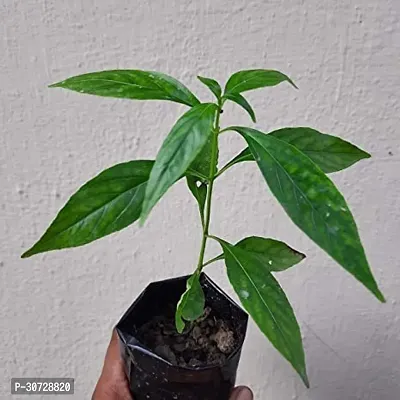 Ukanda Chirayita Plant Kalmegh ( Green chirayita ) plant-thumb3