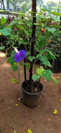 Ukanda Almond Plant Violet Allamanda-thumb2