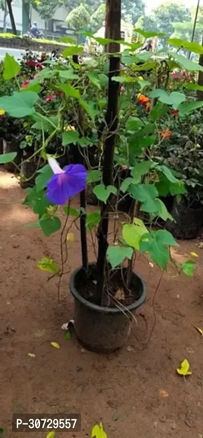 Ukanda Almond Plant Violet Allamanda-thumb3