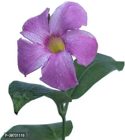 Ukanda Mandevilla Plant BA160-thumb0