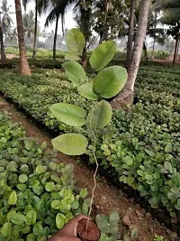 Ukanda Red Sandalwood Plant Live Red Sandalwood Sanders Plant - Lal Chandan or Raktachandan - Live 1 Healthy Plant.-thumb2