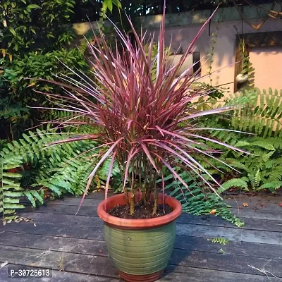 Ukanda Dracaena Plant dracaena plant 973-thumb0