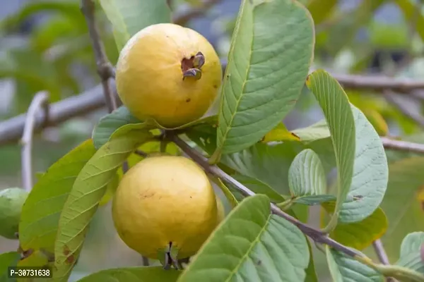 Ukanda Coconut Plant Mexican Cream Guava Plant-thumb3