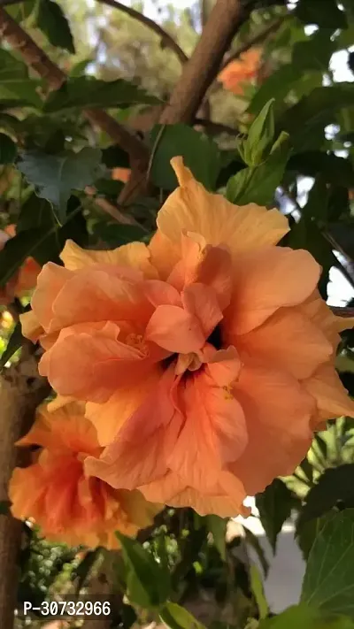 Ukanda Hibiscus Plant f1101