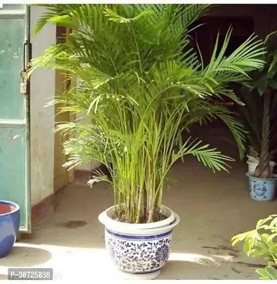 Ukanda China Palm Plant China Palm Areca Palm--Indoor-Outdoor Decorative Natural Air Purifying Live Plant.CF0136-thumb0