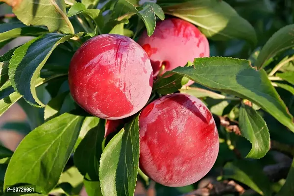 Ukanda Aloo BukharaPlum Plant Aloo Bukhara Plum Fruit Red 05-thumb2