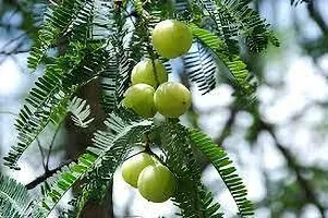 Ukanda Amla Plant AMLA PLANT BBF-thumb1