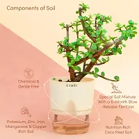 Ukanda Jade Plant Live Jade Plant Self-Watering Cream Pot, Crassula Ovata | Lucky CF_B329-thumb2