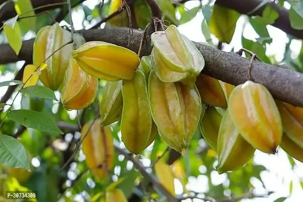 Ukanda Star Fruit Carambola Grafted Plant TSM-thumb0