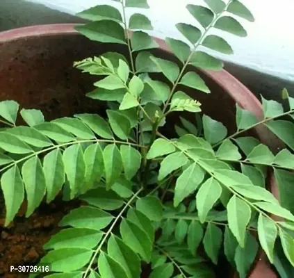 Ukanda Curry Leaf Plant GETkadiE42-thumb0