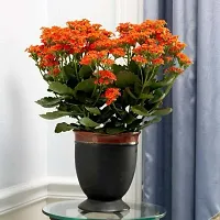 Ukanda Kalanchoe Plant kalancho Flower Plant-thumb1