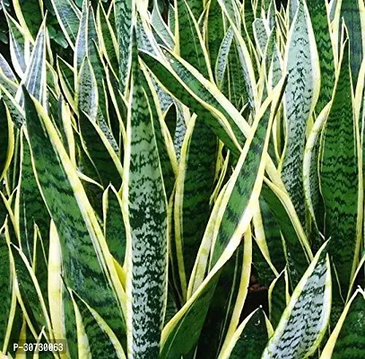 Ukanda Snake Plant Live Yellow SnakeSansevieria laurentii Charming Air Purifier Plant 1 Healthy Live Plant With Plastic BagS-thumb0