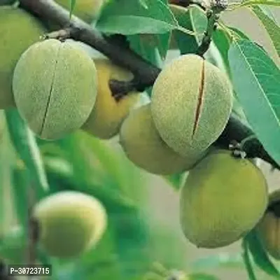 Ukanda Almond Plant Farmer Live Plant Badam Indian Almond Tapasataruvu Tropical Tree Exotic Rare Garden Plant(1 Healthy Live Plant)-thumb0