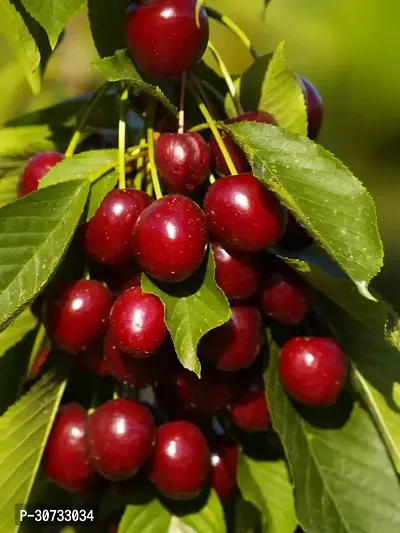 Ukanda Cherry Fruit Plant live cherry plant 004-thumb0