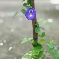 Ukanda Aparajita Butterfly Pea Plant aparajita plant-thumb1