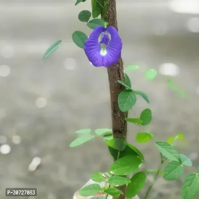 Ukanda Aparajita Butterfly Pea Plant aparajita plant-thumb2