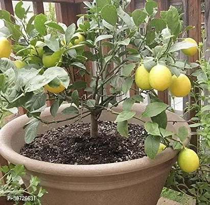 Ukanda Lemon Plant Lemon plant 39-thumb0