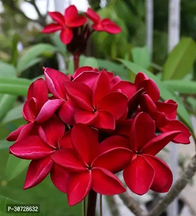 Ukanda Plumeria Plant Plumeria Flower Red Live Plant CF63-thumb0