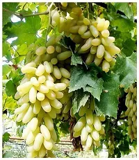 Ukanda Grapes Plant Live Green Long Grapes Fruit Plant - Healthy Sweet Fruit Plant-thumb2