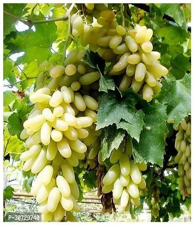 Ukanda Grapes Plant Live Green Long Grapes Fruit Plant - Healthy Sweet Fruit Plant-thumb3