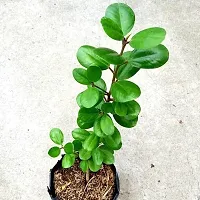 Ukanda Ficus Plant Green Healthy Ficus Plant-thumb1