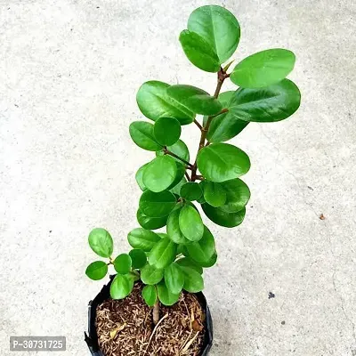 Ukanda Ficus Plant Green Healthy Ficus Plant-thumb2