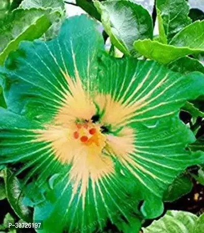 Ukanda Hibiscus Plant Rare Varieties Australian Hibiscus Flower plant {A20-thumb0