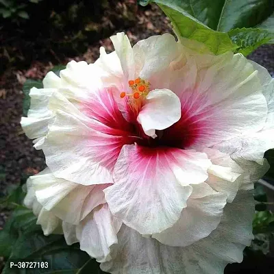 Ukanda Hibiscus Plant Live hybrid white with red circle hibiscus plantLP_Hibi_9-thumb0